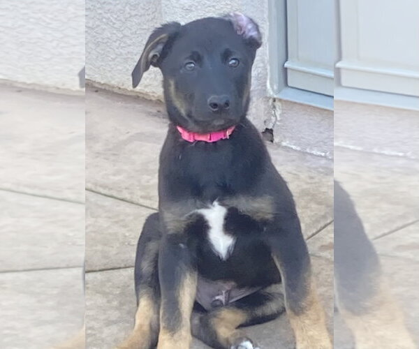 Medium Photo #4 German Shepherd Dog-Unknown Mix Puppy For Sale in San Diego, CA, USA