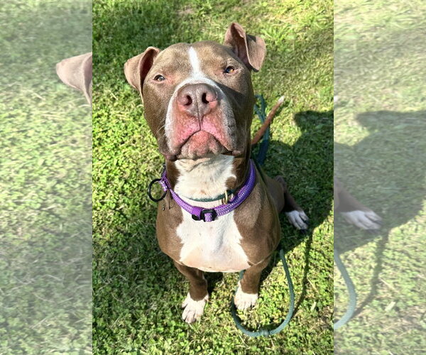 Medium Photo #10 American Pit Bull Terrier-Unknown Mix Puppy For Sale in Lockport, NY, USA
