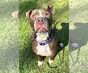 Goose - Male American Pit Bull Terrier-Unknown Mix Dog for Adoption - Photo #10