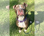 Small #9 American Pit Bull Terrier Mix