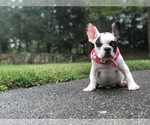 Small Photo #3 French Bulldog Puppy For Sale in PROVIDENCE, RI, USA