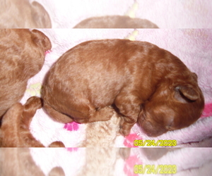 Poodle (Toy) Puppy for sale in DULUTH, GA, USA