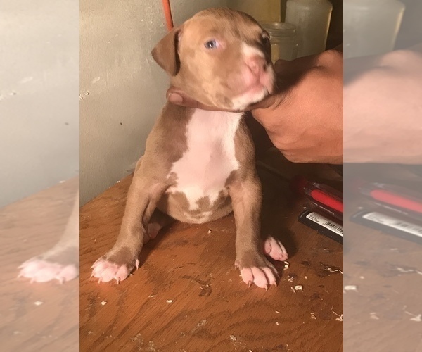 Medium Photo #11 American Bully Puppy For Sale in CO SPGS, CO, USA