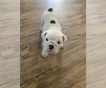 Small Photo #6 English Bulldog Puppy For Sale in GILBERT, AZ, USA