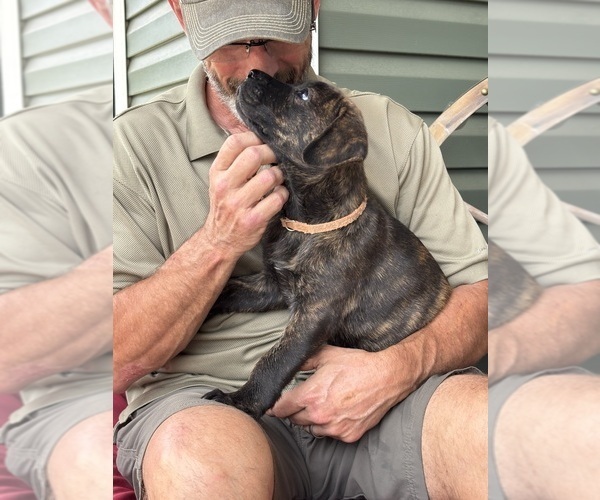 Medium Photo #6 Rotticorso Puppy For Sale in REEVESVILLE, SC, USA