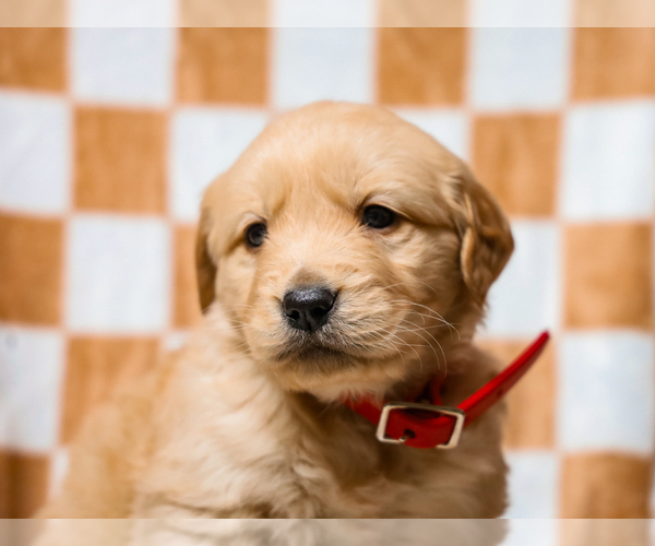 Medium Photo #1 Golden Retriever Puppy For Sale in LIBERTY, KY, USA