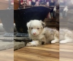 Puppy 11 Australian Shepherd
