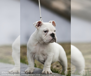 English Bulldogge Puppy for sale in ALBANY, NY, USA