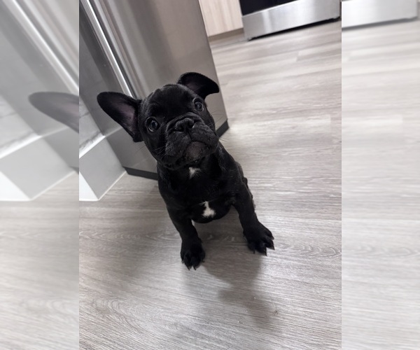 Medium Photo #1 French Bulldog Puppy For Sale in MIAMI, FL, USA
