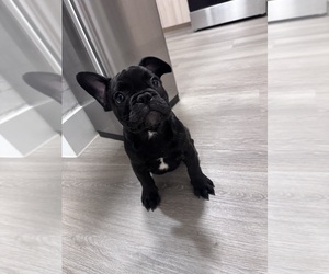 French Bulldog Puppy for sale in MIAMI, FL, USA