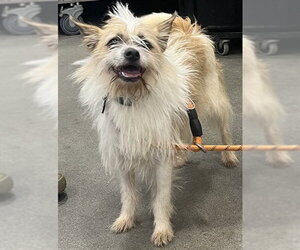 Mutt Dogs for adoption in Forestville, MD, USA