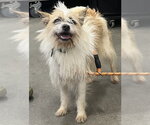 Small Mutt