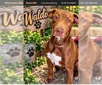 Waldo - Male Labrador Retriever-Unknown Mix Dog for Adoption - Small photo