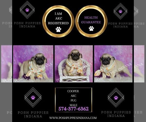 Medium Photo #7 Pug Puppy For Sale in WARSAW, IN, USA