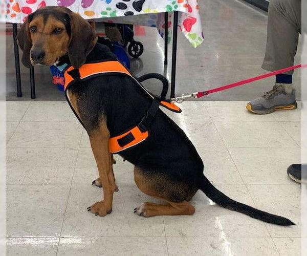 Medium Photo #10 Black and Tan Coonhound Puppy For Sale in Westminster, MD, USA