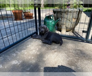 Weimaraner Puppy for sale in PESHTIGO, WI, USA