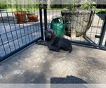Small Weimaraner
