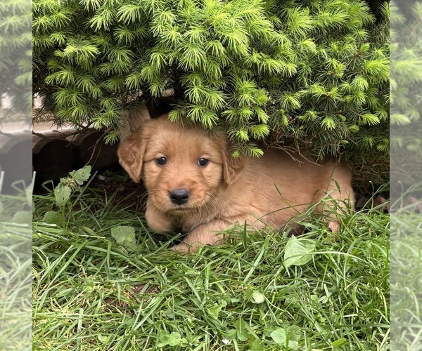 Medium Photo #1 Golden Retriever Puppy For Sale in VANCOUVER, WA, USA