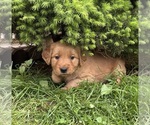 Puppy Puppy 8 Blue Golden Retriever