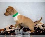 Small #2 Dachshund Mix