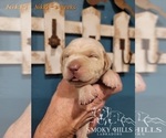 Small Photo #78 Labrador Retriever Puppy For Sale in POCAHONTAS, IL, USA