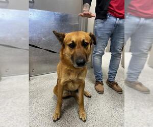 German Shepherd Dog-Unknown Mix Dogs for adoption in Pasadena, TX, USA