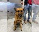 Small German Shepherd Dog Mix