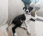 Small #26 Labrador Retriever Mix