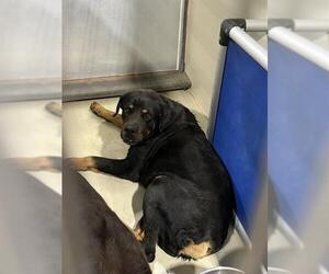 Rottweiler-Unknown Mix Dogs for adoption in Bakersfield, CA, USA