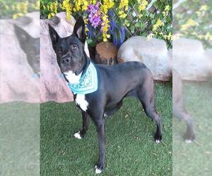 Australian Shepherd Dogs for adoption in Oklahoma City, OK, USA