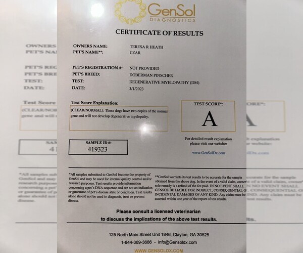 Medium Photo #10 Doberman Pinscher Puppy For Sale in KERNERSVILLE, NC, USA