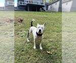 Small #8 American Pit Bull Terrier Mix