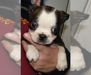 Boston Terrier Puppy for sale in BENEDICT, KS, USA