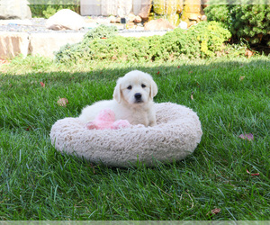 Golden Retriever Puppy for sale in SYRACUSE, IN, USA