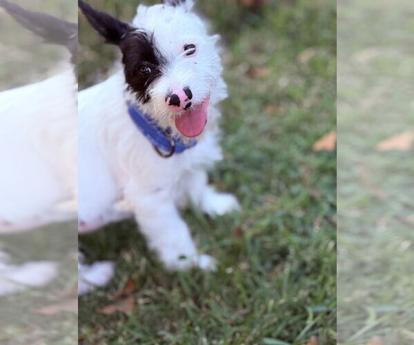 Medium Photo #3 Mutt Puppy For Sale in Rockaway, NJ, USA