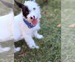 Small #2 Mutt