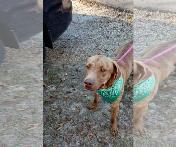 Medium Photo #8 Labrador Retriever-Unknown Mix Puppy For Sale in Monticello, MS, USA