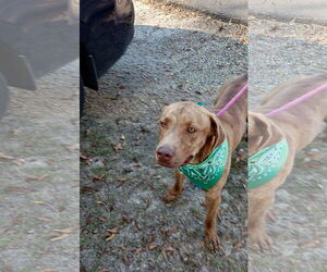 Tucker - Male Labrador Retriever-Unknown Mix Dog for Adoption - Photo #8