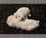 Small Photo #17 Goldendoodle (Miniature) Puppy For Sale in ASHBY, MN, USA