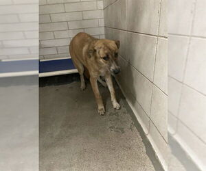 German Shepherd Dog-Unknown Mix Dogs for adoption in Stockton, CA, USA