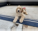 Small Photo #20 Goldendoodle Puppy For Sale in PITTSBURG, CA, USA