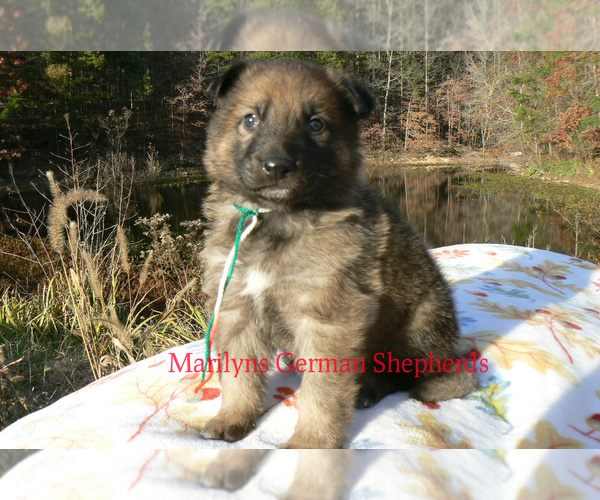 Medium Photo #5 German Shepherd Dog Puppy For Sale in PIEDMONT, MO, USA