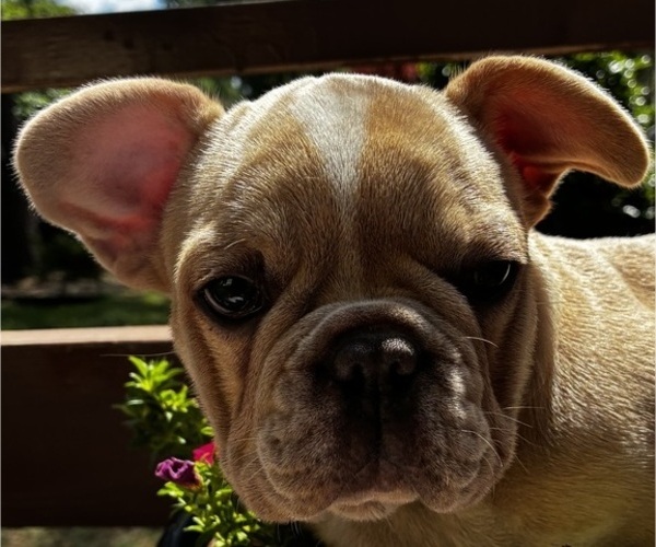 Medium Photo #5 French Bulldog Puppy For Sale in VIRGINIA BEACH, VA, USA