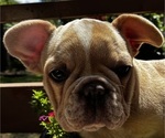 Small #4 French Bulldog