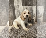 Small Photo #5 Cocker Spaniel Puppy For Sale in CANOGA, NY, USA