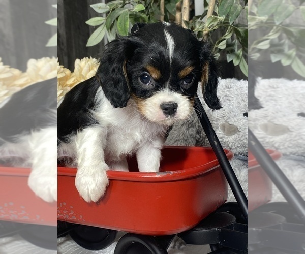 Medium Photo #4 Cavalier King Charles Spaniel Puppy For Sale in CANOGA, NY, USA