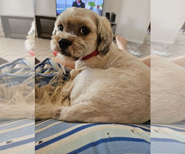 Medium Photo #3 Lhasa Apso-Unknown Mix Puppy For Sale in Chandler, AZ, USA