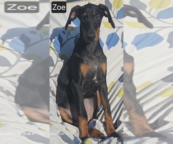 Medium Photo #5 Doberman Pinscher Puppy For Sale in POMEROY, OH, USA