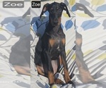 Small #4 Doberman Pinscher