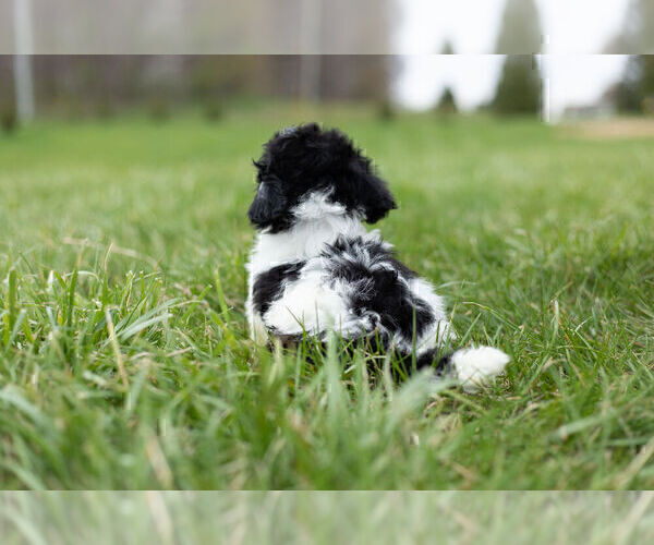 Medium Photo #11 Zuchon Puppy For Sale in WARSAW, IN, USA